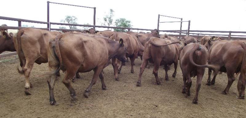 These 3-9 year old Bonsmara cows with Bonsmara calves at foot out of Gogango, Central Qld, made $1780 on Friday.