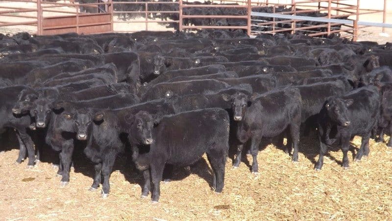 Part of a line of 120 Angus and Santa cross EU-eligible steers 309kg at nine months from Toobeah, QLD, making 373c/kg or $1150 a head on Friday. Their younger half-sibs averaging 265kg, 167 in number, made from $930 to $960.