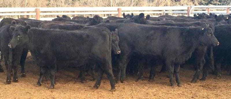These yearling PTIC Angus heifers, part of a large 600-head drought sell-down Glen Collin Pastoral Co, Walcha NSW, made $1625 on Friday. 