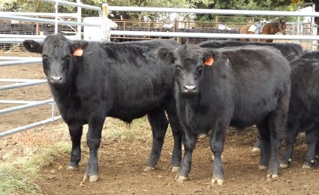 These sappy Angus weaned steers 369kg from Guyra, NSW topped the final autumn weaner sale on Friday at $1142 or 310c/kg. 