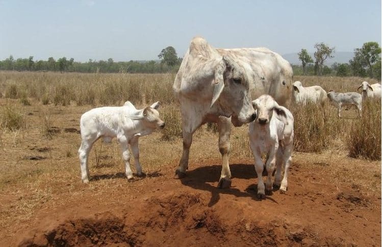 Brahman breeder with calves on Holroyd River