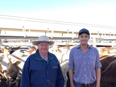 Barry Cooke and his grandson Brenton Smith were at Roma’s Store Sale to see their family’s cattle go under the hammer. The Simmental-cross steers reached 348c/kg for 331kg to return $1154/head. Picture: Martin Bunyard.