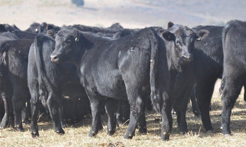 Future breeders from Speriby North Angus near Tenterfield, whose large lines of weaner heifers sold extremely well. The 231 heifers offered ranged in price from $1430 with the top-selling mob at $1600 - these 10-11 month old heifers weighing 325kg.