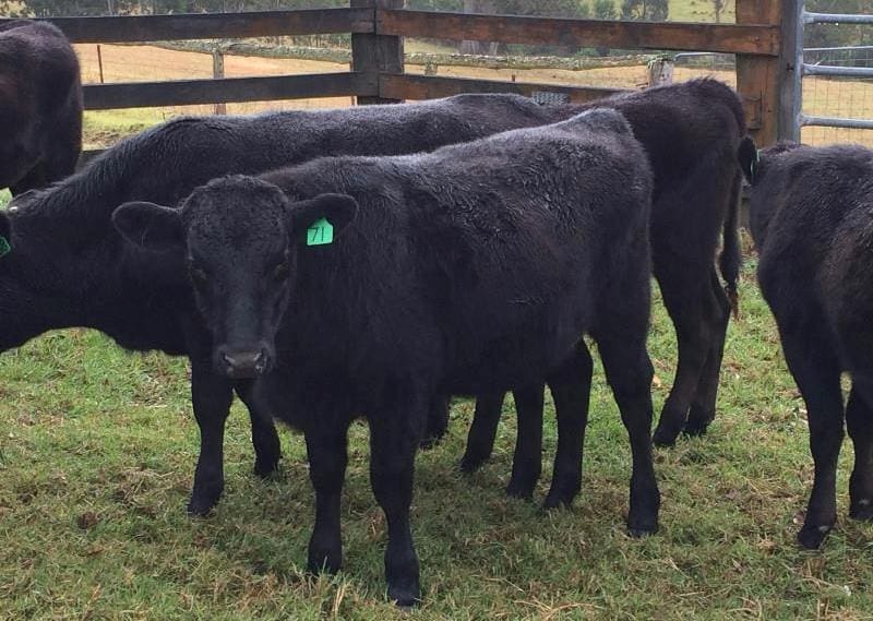 A pen of 12 Fullblood 7-10 month old Wagyu steers averaging 231kg from David Wooley’s Ramble Lane Cattle Co, Bega, NSW, sold for 609c/kg live or $1410/head at Thursday's inaugural Premium Wagyu Sale. 