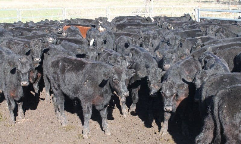 Part of a line of 104 356kg Angus cross EU-eligible backgrounder steers from Beverley Station, Quirindi, NSW made 404c or $1440 on Friday.