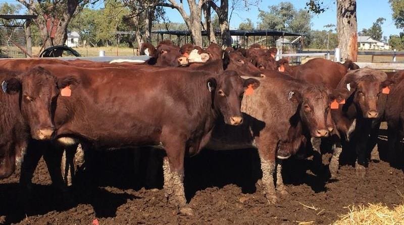 Part of a line of six-year-old PTIC Shorthorn cows from Meandarra, Qld which made an outstanding $2350 on Friday.