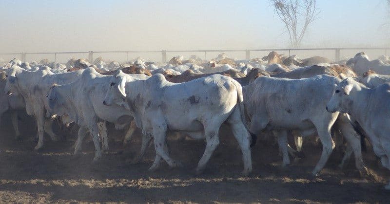 Part of a line of 900 Walhallow steers 322kg, sold for 323c/kg or $1040 on Friday to a live export buyer.