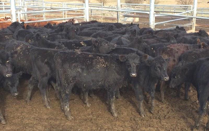 Among lighter cattle on offer, Cobungra Station, Omeo, NSW attracted the top prices this week for 189kg Angus steers making 482c/kg or $915