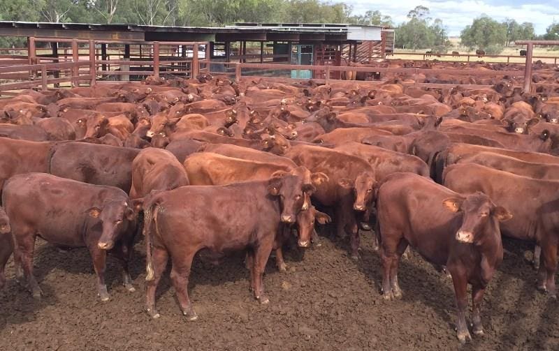 This line of 96 376kg Santa heifers from Glenmorgan Qld sold for the top price of 345c/kg or $1298/head at last week's Targeted Feeder Sale.