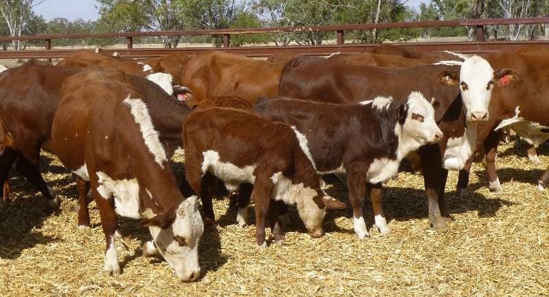 These 429kg Braford heifers with their first calf out of St George, Qld, made to $2060 on Friday, finding a new home in South Australia.