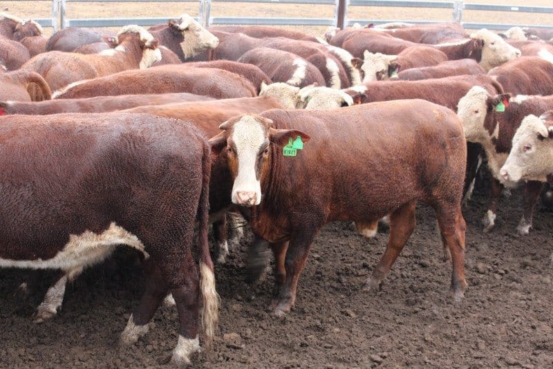 This line of 447kg Hereford steers out of Bingara NSW made 330c or $1475 on Friday