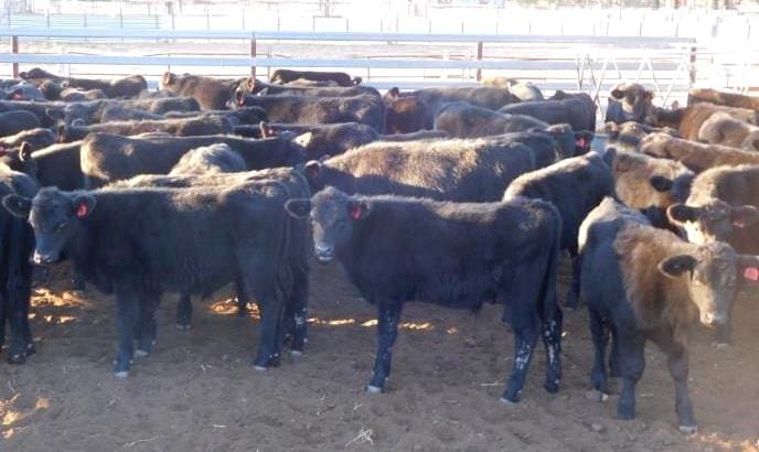 This line of 90 Te Mania & Burenda blood Angus steer weaners 5-8 months, 148kg liveweight out of Hannaford in southern Qld sold for 512c/kg or $760 a head on Friday