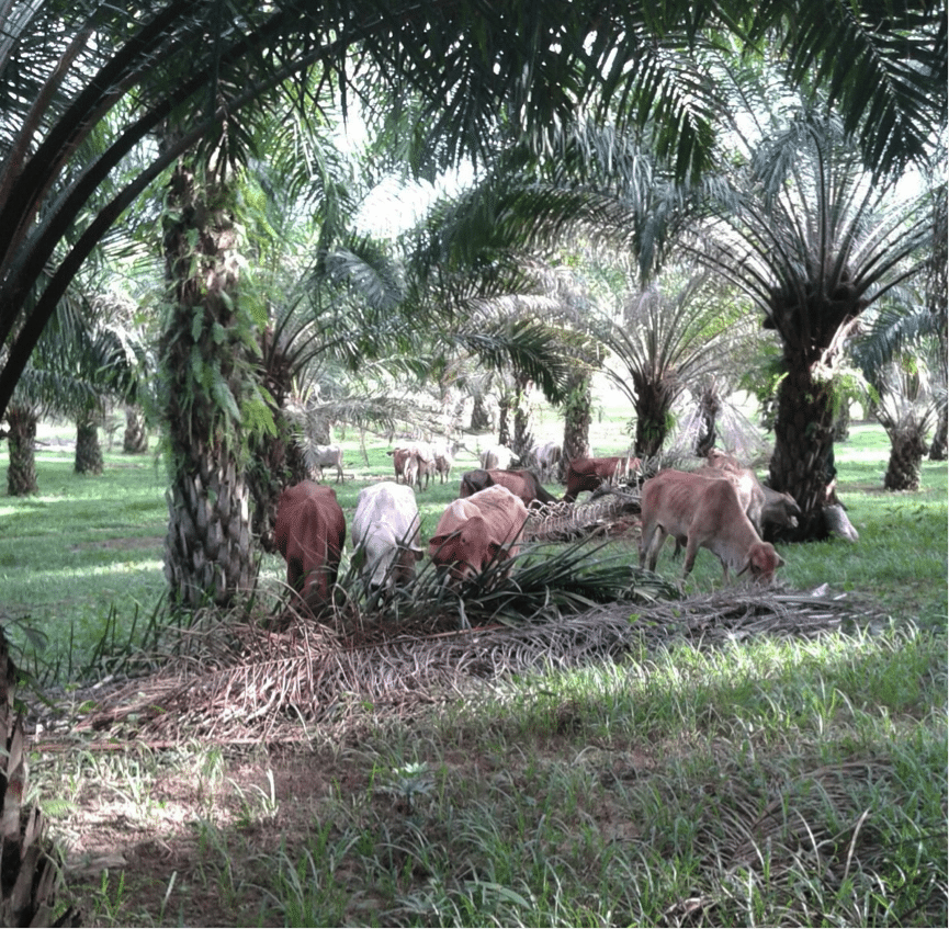 Ainsworth June 2016 cattle under palm 2