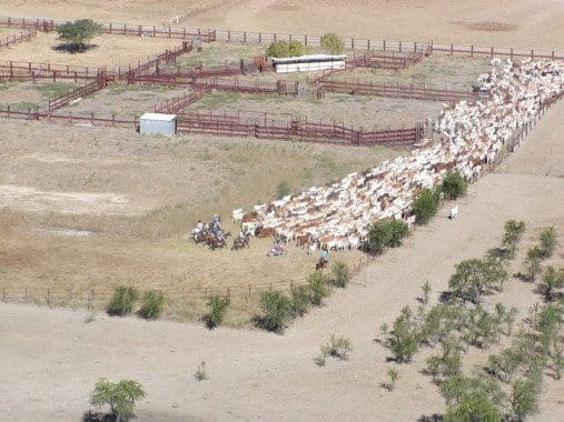 Brahman cattle in a set of yards on Benmara