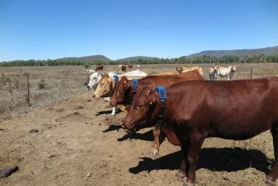 Cattle GPS collars