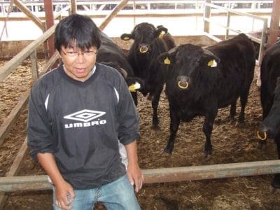 Australian-bred F1 Wagyu cattle being fed in a Japanese feedlot after live export 
