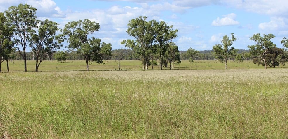 Diverse improved pastures on cleared country on Deepbank, near Mundubbera