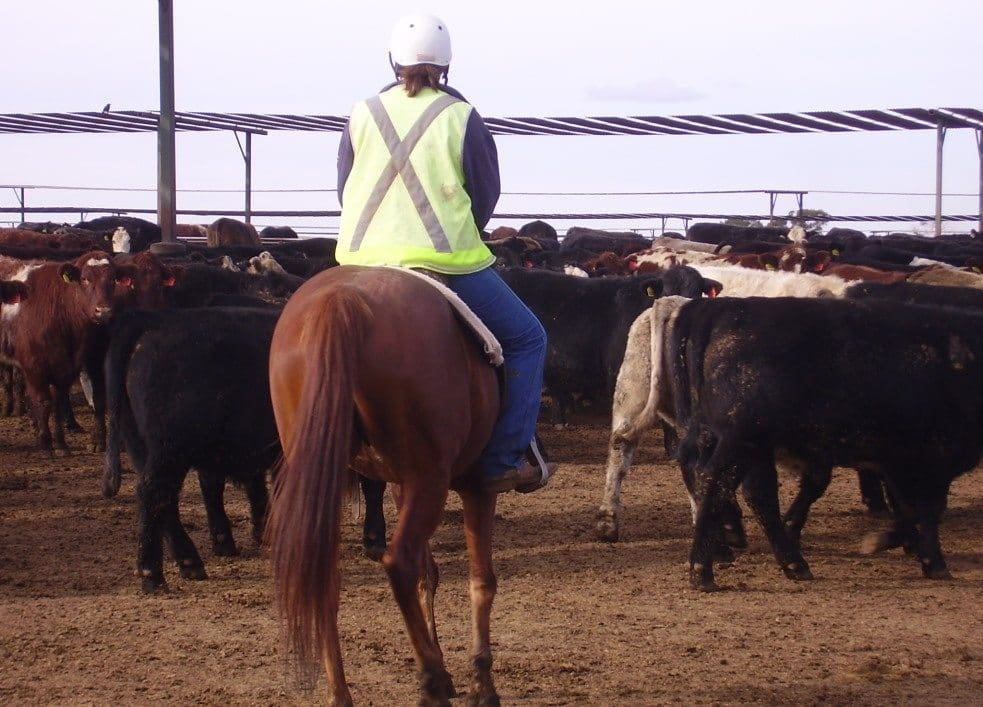 Females now dominate pen riding teams at many larger commercial feedlots, including Prime City near Griffith in NSW.