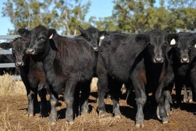 Angus weaners being sold as part of JS Grazing's online interfaced sale at Roma on July 2