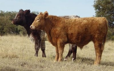 Three-way crossbred steers from Kindee Grazing being sold as part of the interfaced Roma store sale next Tuesday