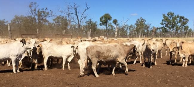 Part of a line of 288 Charbray PTIC cows ex Nulla, Charters Towers going up on AuctionsPLus tomorrow