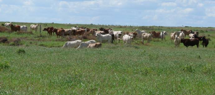 Two local graziers bid aggressively for the 3500ha Moura property Warrenlea, sold for $5.775m last month.