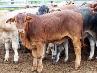 This pen of Droughtmaster cross steers, from George, Marie and Steve Saunders of Medway Park, Bogantungan made 359.2c/kg or $1034/head.