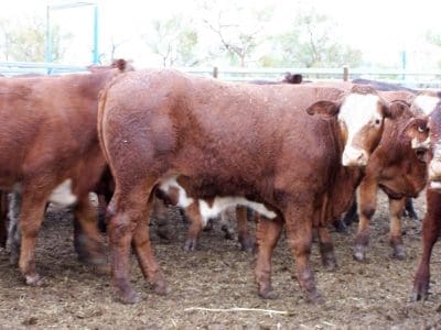 This pen of Simmental/Braford/Santa x weaner steers set a new Emerald yards record of 406.2c/kg. 