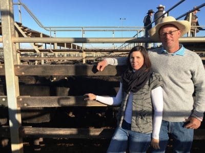 Julie and Jeremy Shaw, JS Grazing, Double J, Injune, watched their family’s Angus-cross steers sell to 408c/kg and 402c/kg for 315kg to return $1270/head at Roma’s Store Sale on Tuesday. Picture: Martin Bunyard