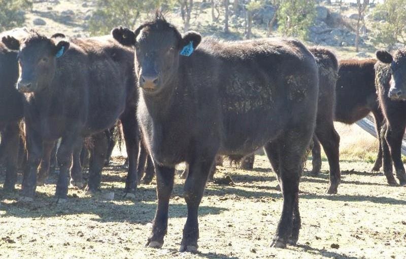 These 306kg Wagyu x Angus F1 backgrounder steers made 656c/kg or $2006 a head on Friday