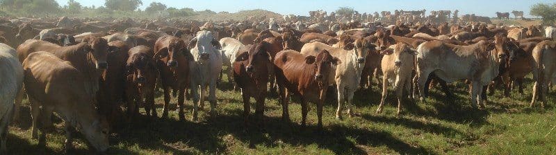 Part of a line of 764 319kg Brahman x feeder heifers, 18-26 months, from Kalyeeda Station near Derby WA which sold for 320c/kg or $1020 on Friday.