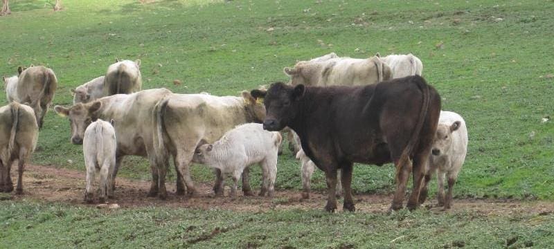 These 5-10 year old Murray Grey cows and calves from Kapunda, SA made Friday's top price for older cows of $1945