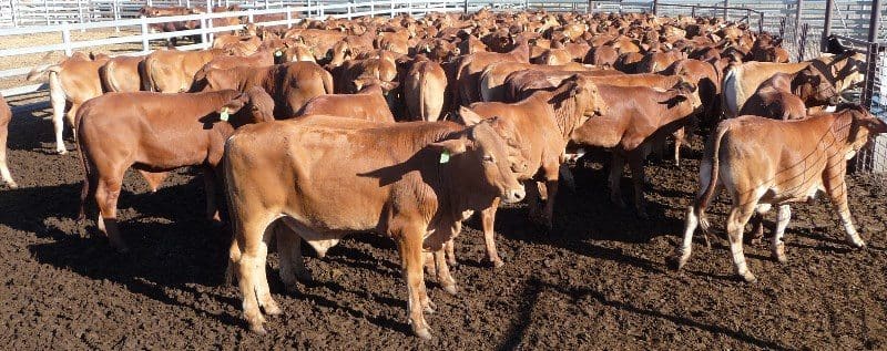 A large offering of feeder steers from Fossil Downs in WA's Kimberley region included Included was a line of 540 Droughtmaster steers weighing 338kg, which sold for 325c/kg or $1099 a head