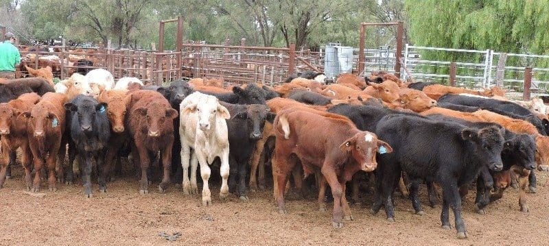 This line of 90 lightweight certified organic Droughtmaster cross steers beinh sold from the Cunnamulla district in south western QLD due to dry conditions, 144kg, sold for 554c or $800 a head on Friday.