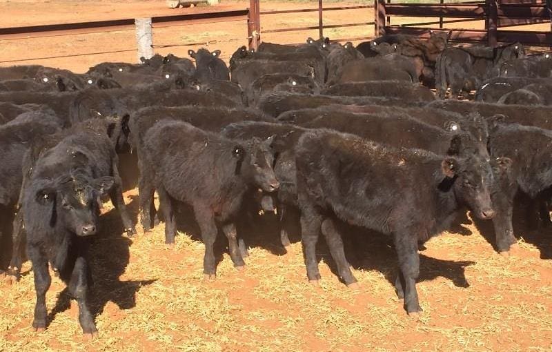 These EU-eligible Booroomooka blood Angus backgrounder steers, 4-8 months old weighing 148kg, from Talwood in southern QLD made 547c/kg or $810 on Friday.