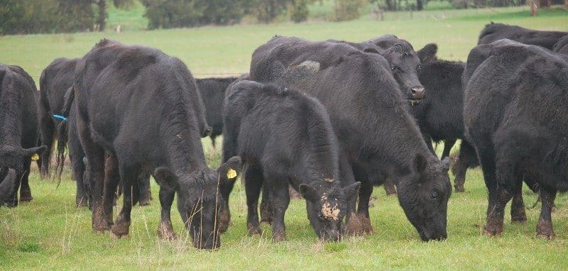 These three-year-old cows with Angus calves at foot and PTIC back to Angus bulls, out of Molong NSW, sold for $2510 on Friday.
