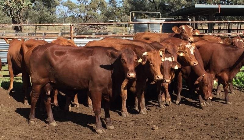 These PTIC Droughtmaster cows from Meandarra Qld, separated from their calves for this photo, made $1890.