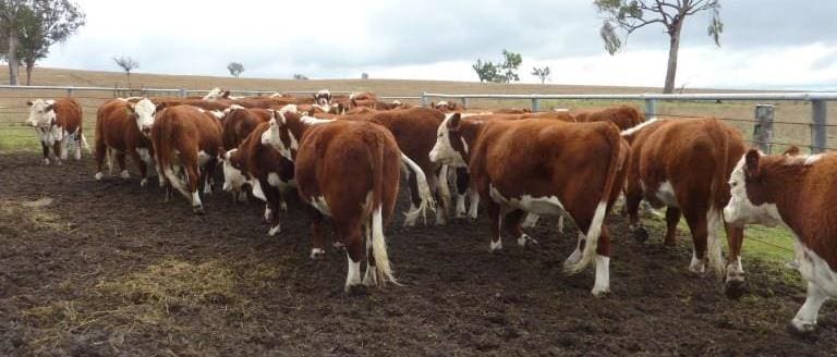 These Poll Hereford joined heifers 25-32 months from Inverell NSW topped the overall PTIC female prices this week at $1455, selling to to Currabubula, NSW ready to drop mid-winter.