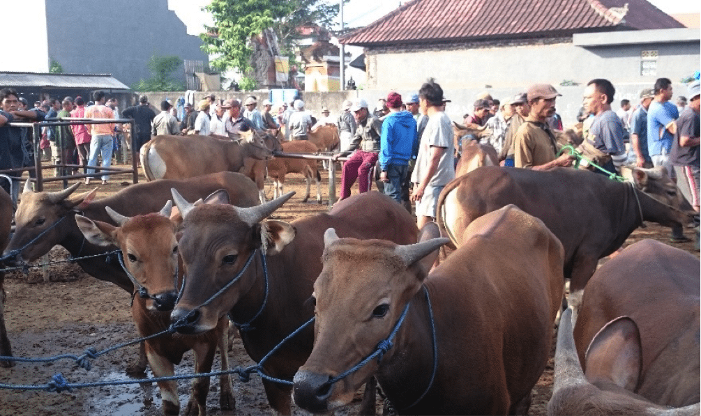 Photo from David Heath: Beringkit cattle market Tabanan, Bali - mid Ramadan. The market is clearly “down in the calf pen”.