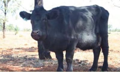 A cow with severe Pimelea poisoning, showing swelling of the jaw, neck, brisket and lower belly.