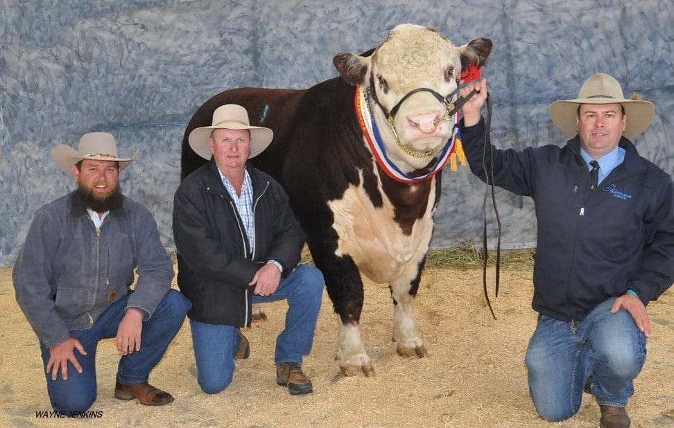 Jack Smith, Cascade Poll Herefords manager, Currabubula, NSW, and Tom Nixon, Devon Court, Drillham, Qld paid the top price of $47,000 at the Dubbo National for Allendale Washington K5, held by vendor Alastair Day, Allendale Poll Herefords, Bordertown, SA.
