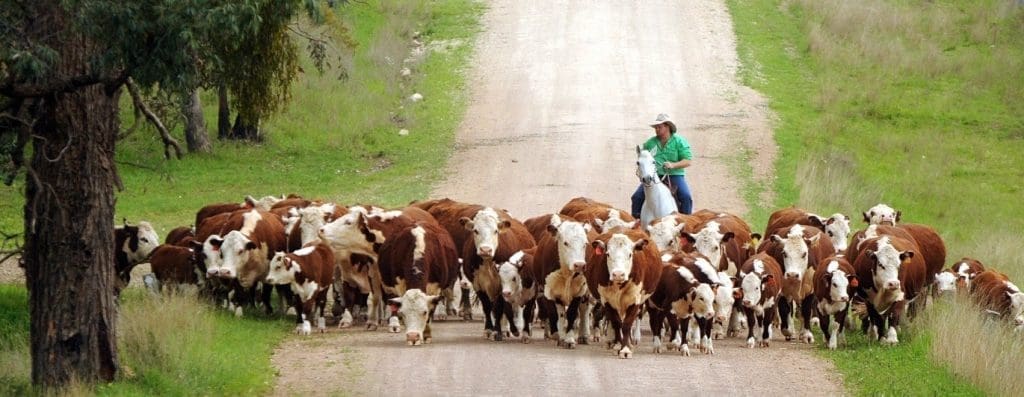 Herefords southern commercial cattle cows calves