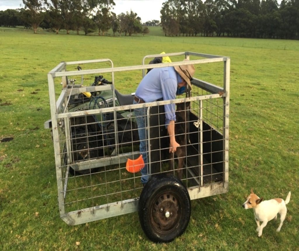 Wagyu calf being processed in Irongate's calf-catcher. The calf enters the enclosure via the swing-gate entrance, at the left hand side of this photo.