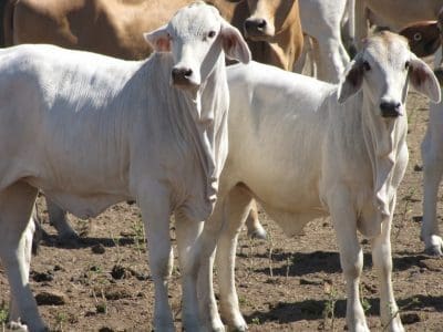 Young cattle on Kalala