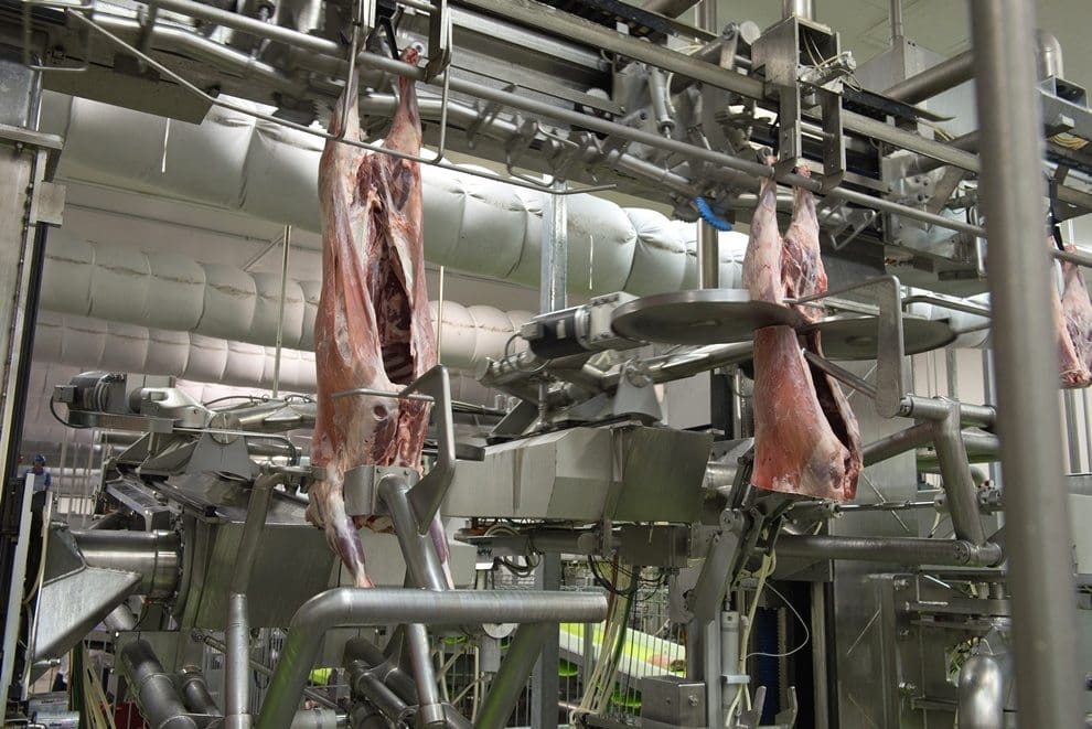 Lamb automation robotics abattoir processing