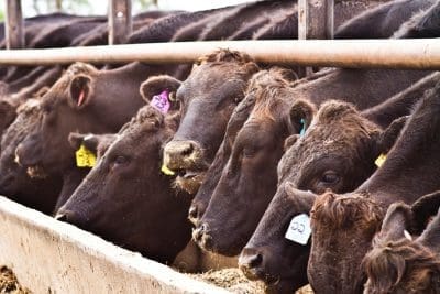 Wagyu feedlot