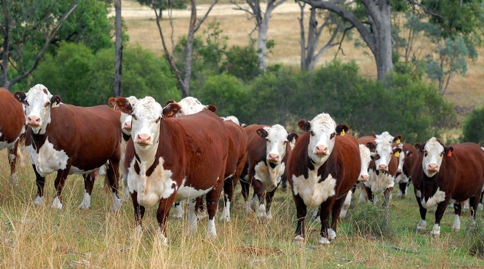 Registered Poll Hereford cows on Cascade Stud, Currabubula, NSW. This year's sale was the stud's best ever, producing a total clearance of 33 poll bulls averaging $9879. 