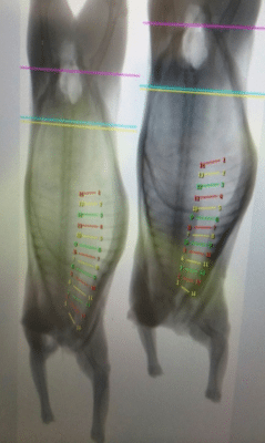 DEXA X-ray images of lamb carcases, with prescribed cutting points designed to optimise yield