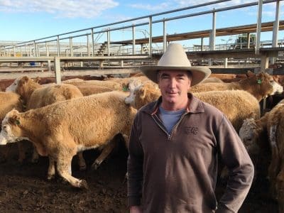 David Sullivan, Riverglen, Glenmorgan, sold Charolais steers to 366c/kg for 455kg to return $1668/head at Tuesday’s Roma Store Sale. Picture: Martin Bunyard