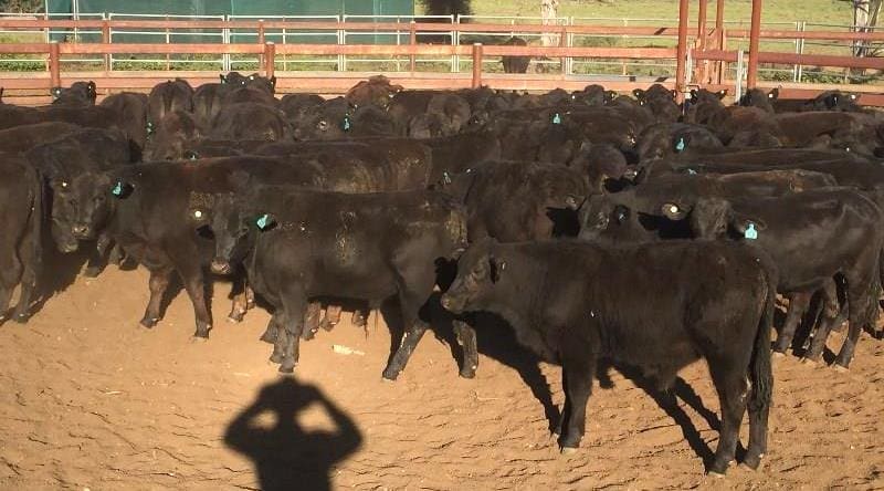 Young steer highlights include this line of 91 Angus and Angus x backgrounder steers, 8-12 months averaging 227kg, from Meandarra, QLD which sold for 460c/kg.